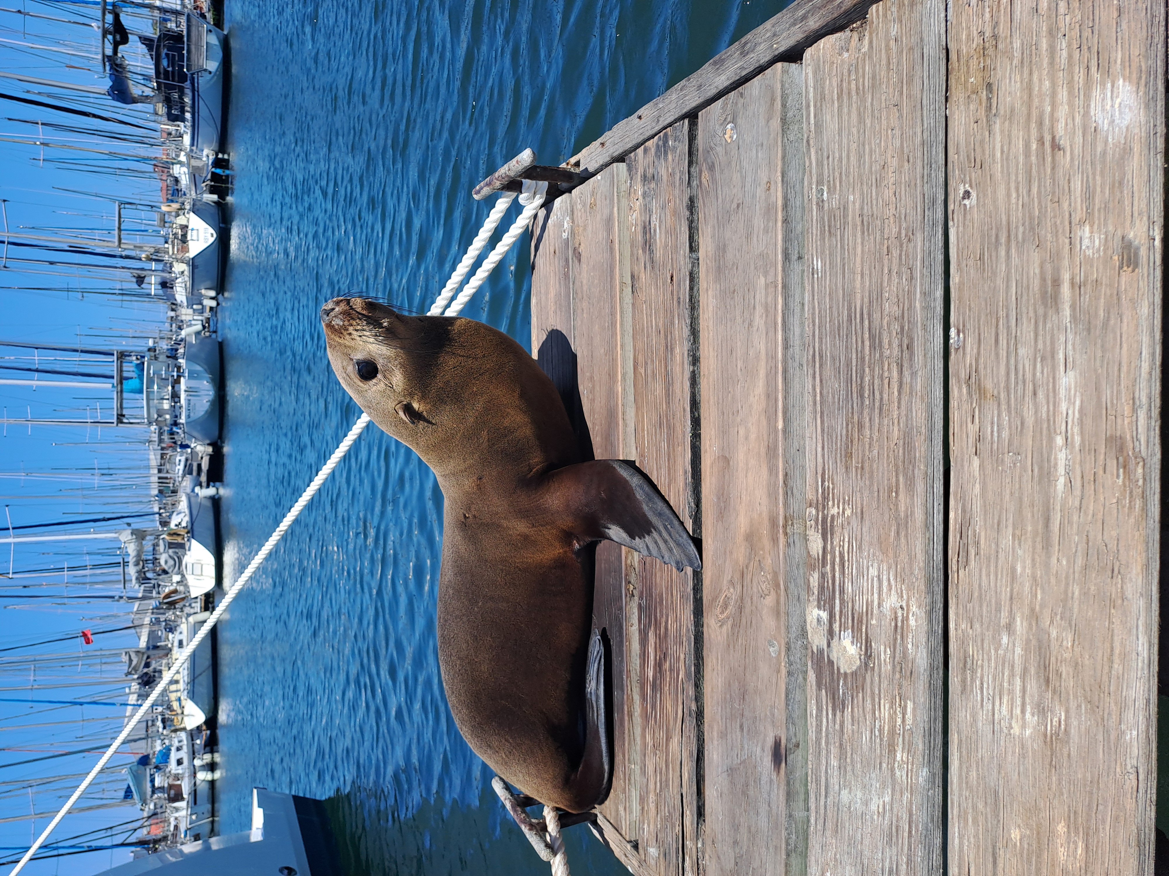 Mon compagnon de ponton